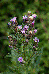 Milk Thistle (Silybum marianum)
