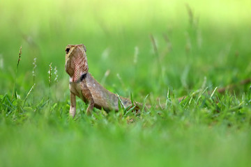 Lizard on the lawn in the garden