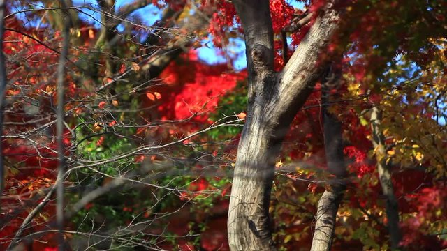 赤や黄色に色づいた落葉樹が、明るい陽射しと風を受けて散る木の葉　日本の紅葉　奥武蔵
