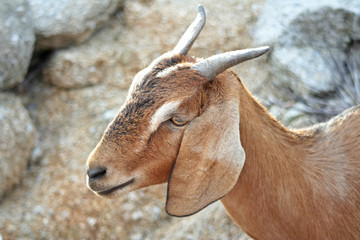 Brown goat closeup on sand rock background