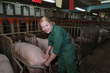 Fototapeta na wymiar Schweinezucht - Tierpflegerin im Sauenstall bei der Temperaturkontrolle