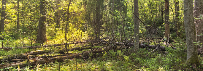 Panorama of a forest landscape in Lapland, Finland
