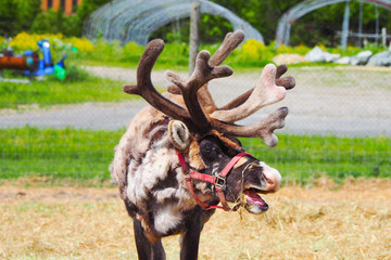 日本唯一のトナカイ牧場／北海道 幌延町