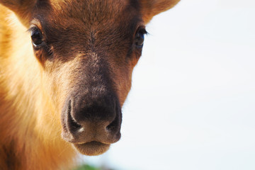 日本唯一のトナカイ牧場／北海道 幌延町