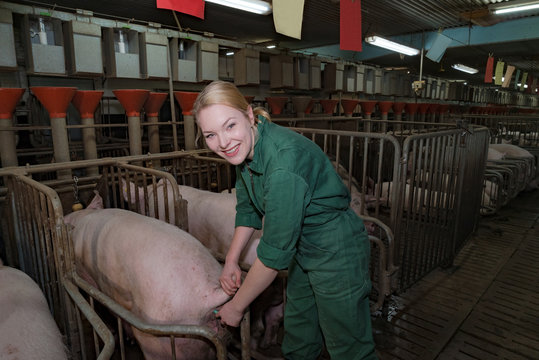 Schweinezucht - Tierpflegerin im Sauenstall bei der Temperaturkontrolle