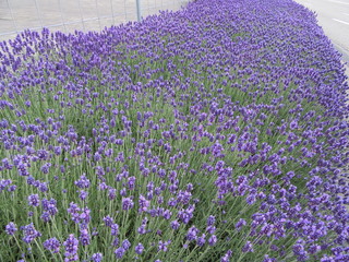 Purple lavender in summer