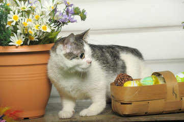 a cat with a congenital nasal defect (wolf's lip) next to a pot with flowers and a basket with...