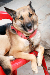 beautiful dog are looking and taking rest.