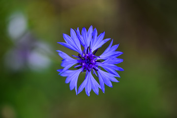 Beautiful Blue Cornflower Herb or bachelor button (centaurea cyanus) in the field (summer, spring). Macro photo of a flower.