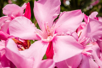 Pink flowers blooming oleander plants