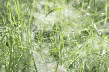 grass, green, nature, field, plant, summer, lawn, morning, close-up