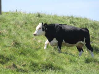 Cows on Sherkin Island