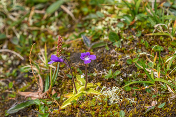 Purple Butterwort flowers in summer
