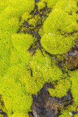 Moss with water drops and water