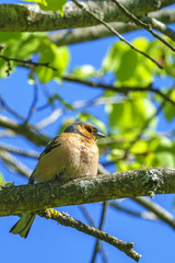 Male Chaffinch sitting on a tree branch