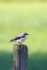 Northern wheatear bird perched on a wooden pole