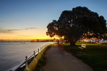 Pohutukawa tree in Devonport at Sunset, Auckland New Zealand