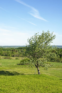 Single tree on a meadow in the summer