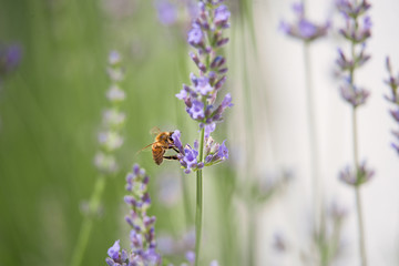 Biene am Lavendel