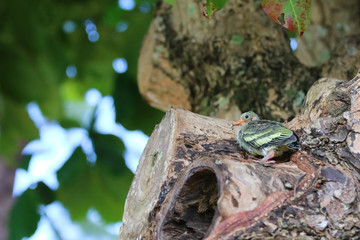 Newborn or Baby Green pigeons bird watching the forest on the tree in the garden.