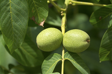 green walnut fruit