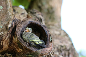 Newborn or Baby Green pigeons bird watching the forest on the tree