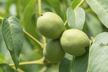 Green walnut fruit