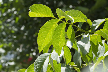 Walnut green leaves