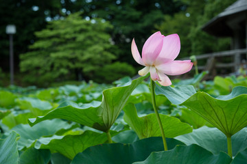 ハスの花