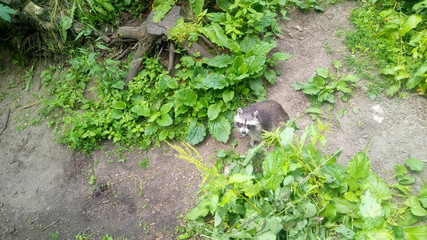 Obraz premium Waschbär 1