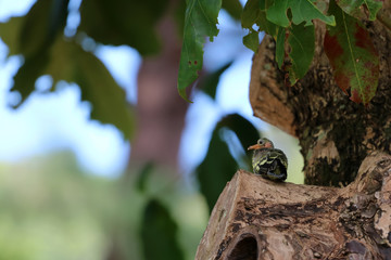 Newborn or Baby Green pigeons bird watching the forest on the tree