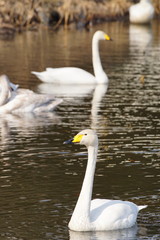 オオハクチョウの飛来