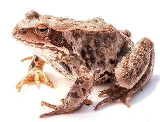 Frog isolated on white background