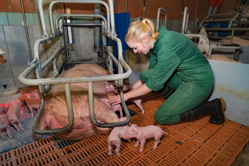 Schweinezucht - junge Landwirtin leistet Geburtshilfe bei einer Sau im Abferkelstall