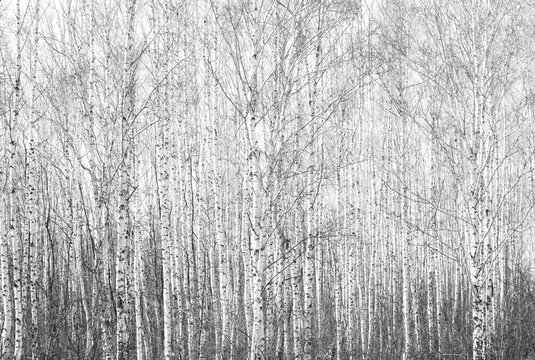 Fototapeta black-and-white photo with white birches with birch bark in birch grove among other birches
