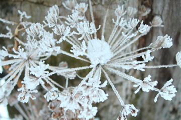 A frozen and snow-covered flower in the garden. Russia, January, 2018.