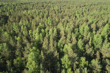 aerial view of mixed forest on a sunny summer day
