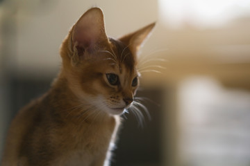 cute abyssinian kitten portrait indoor