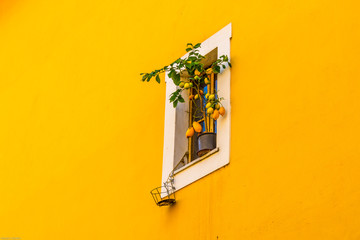 Yellow wall. The lemon tree grows on the window. Rome, Italy. March day.