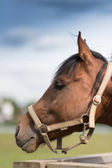 Beautiful red horse with long mane in spring