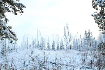 Fairy Winter Forest. Russia, January, 2018.