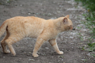 Cat уличные кошки