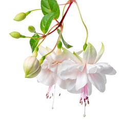 blooming hanging twig of white fuchsia is isolated on background, Frank Unswort, close up - obrazy, fototapety, plakaty