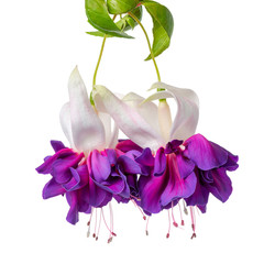 blooming hanging twig in shades of dark violet and white fuchsia is isolated on background, Deep...
