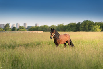 Obraz na płótnie Canvas beautiful horse running outdoors