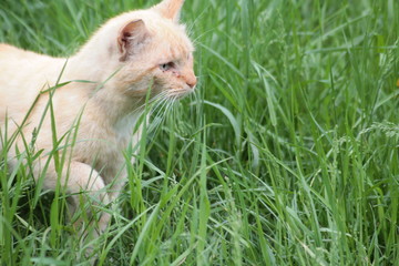 Cat уличные кошки