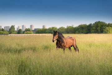 beautiful horse running outdoors