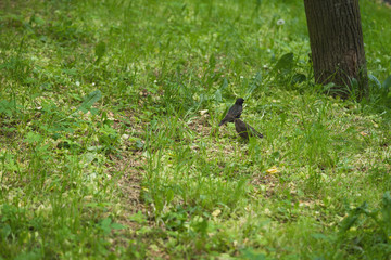 starling and chick walking on grass on a summer day