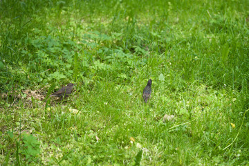 starling and chick walking on grass on a summer day