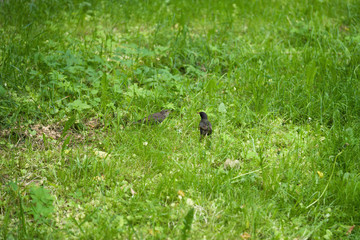 starling and chick walking on grass on a summer day